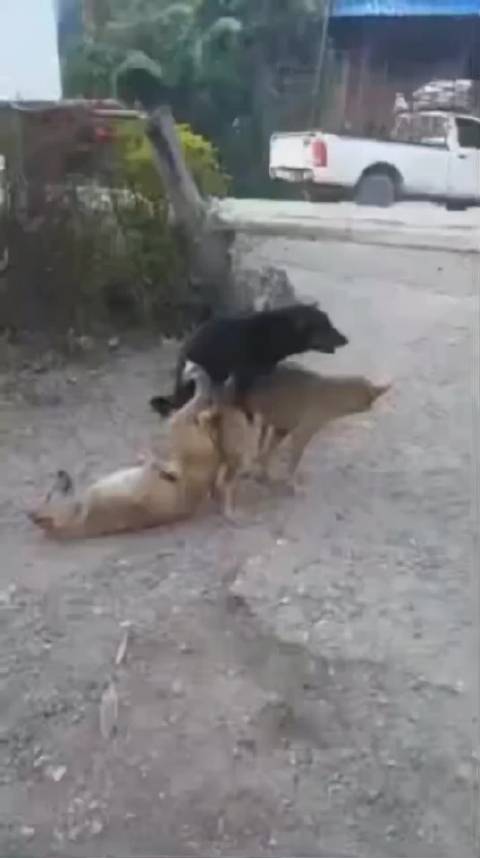 意大利男足生死战引发观众恐慌 科威特基地遭导